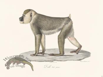 Cuvier 336 Drill Very Young